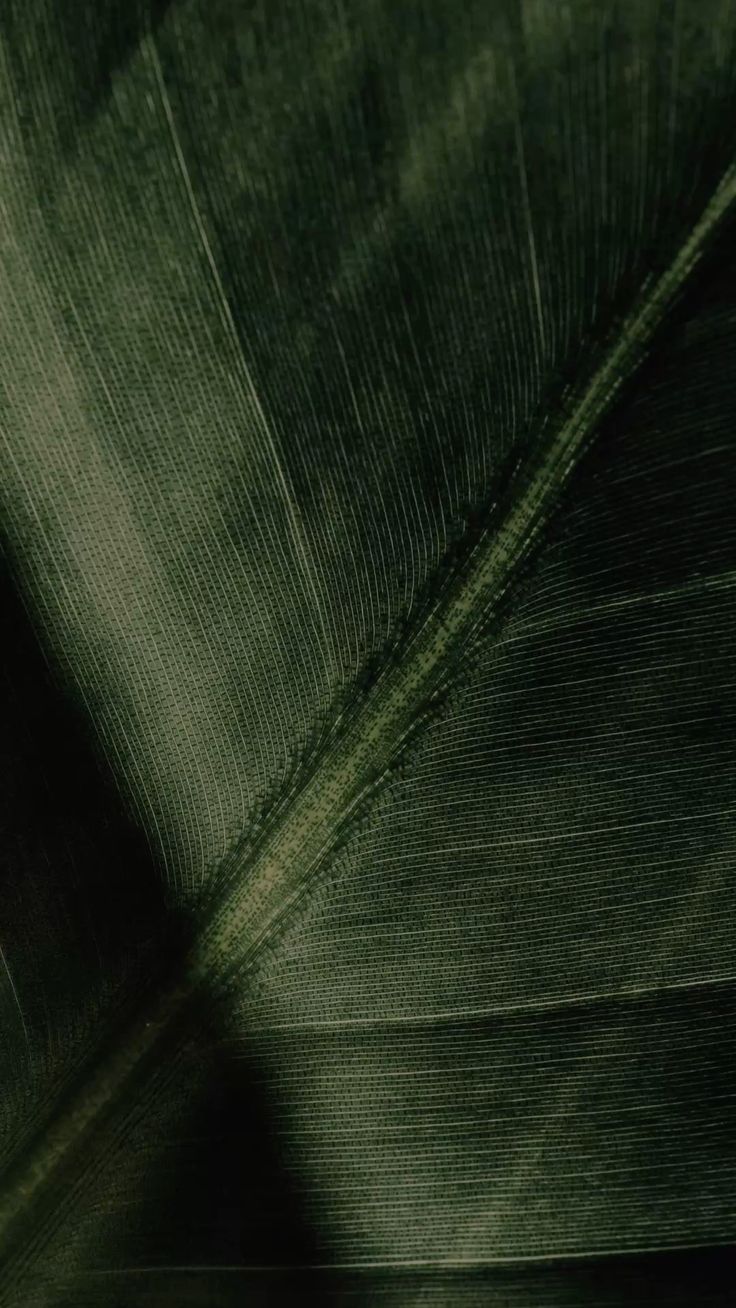 Textura verde suave associada a pausa e cuidado